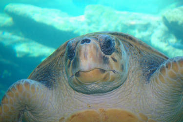 sea turtle2