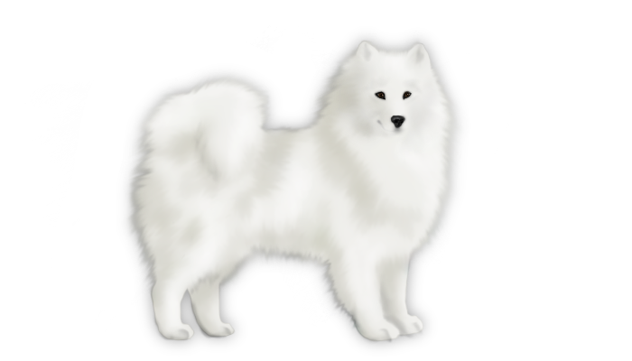 Samoyed