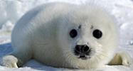 baby seal