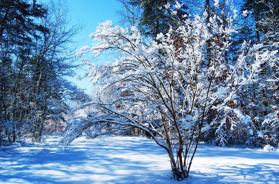 Snowy Day