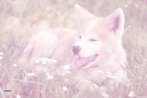 Dreamy Akita Inu