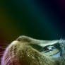 Cat profile (Partial Romantic+Rainbow effects)