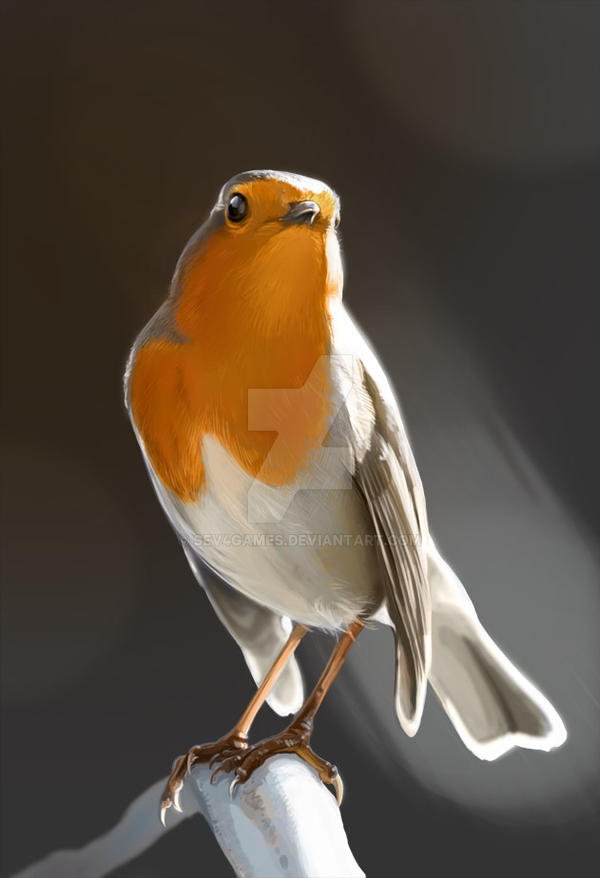 European robin