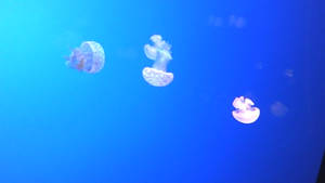 Jelly fish