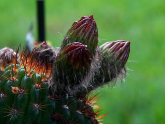Hairy Little Cactus Buds
