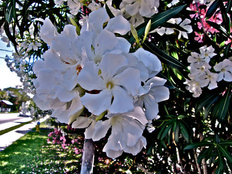 white flower