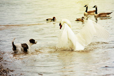 Dog and Swan Fights