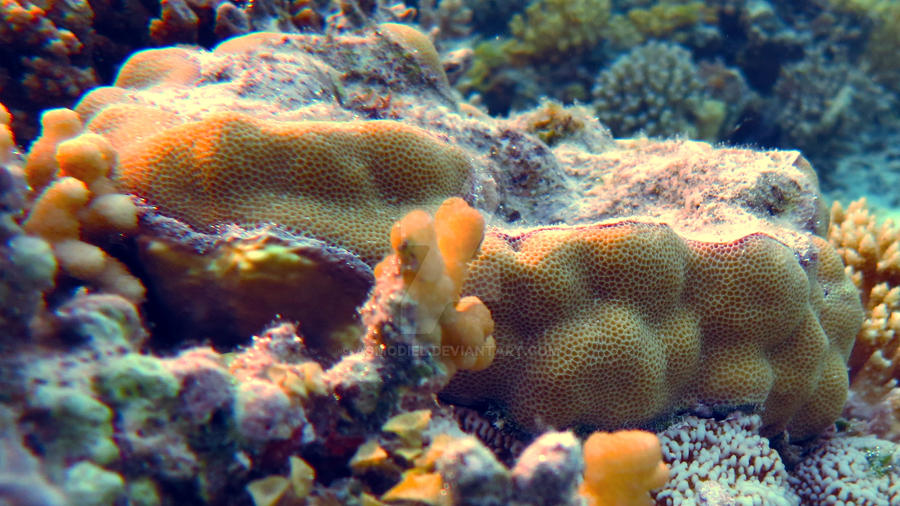 2012-09-20 coral sponge #2