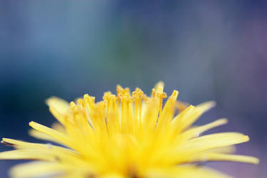 dandelion.