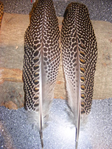 argus pheasant feathers