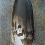 Golden Eagle feather