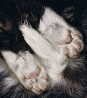 pink jellybean toes