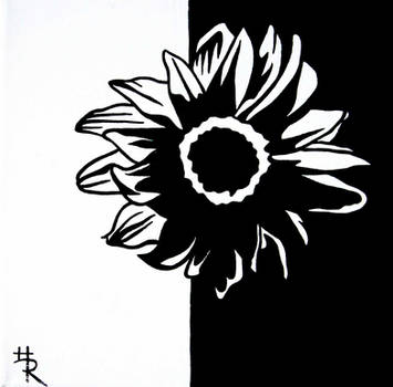 sunflower1