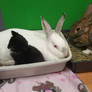 Thumper, Sooty and Charlie