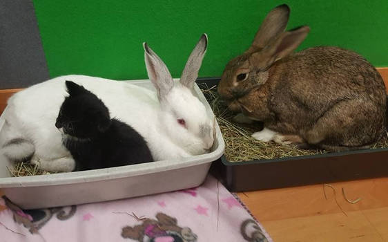 Thumper, Sooty and Charlie