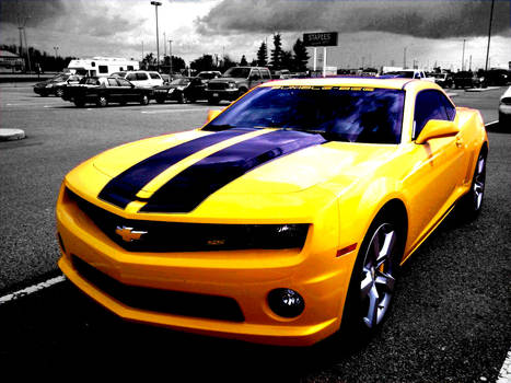 Bumble Bee