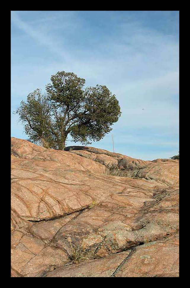 Lone Tree on the Rocks