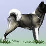 American akita