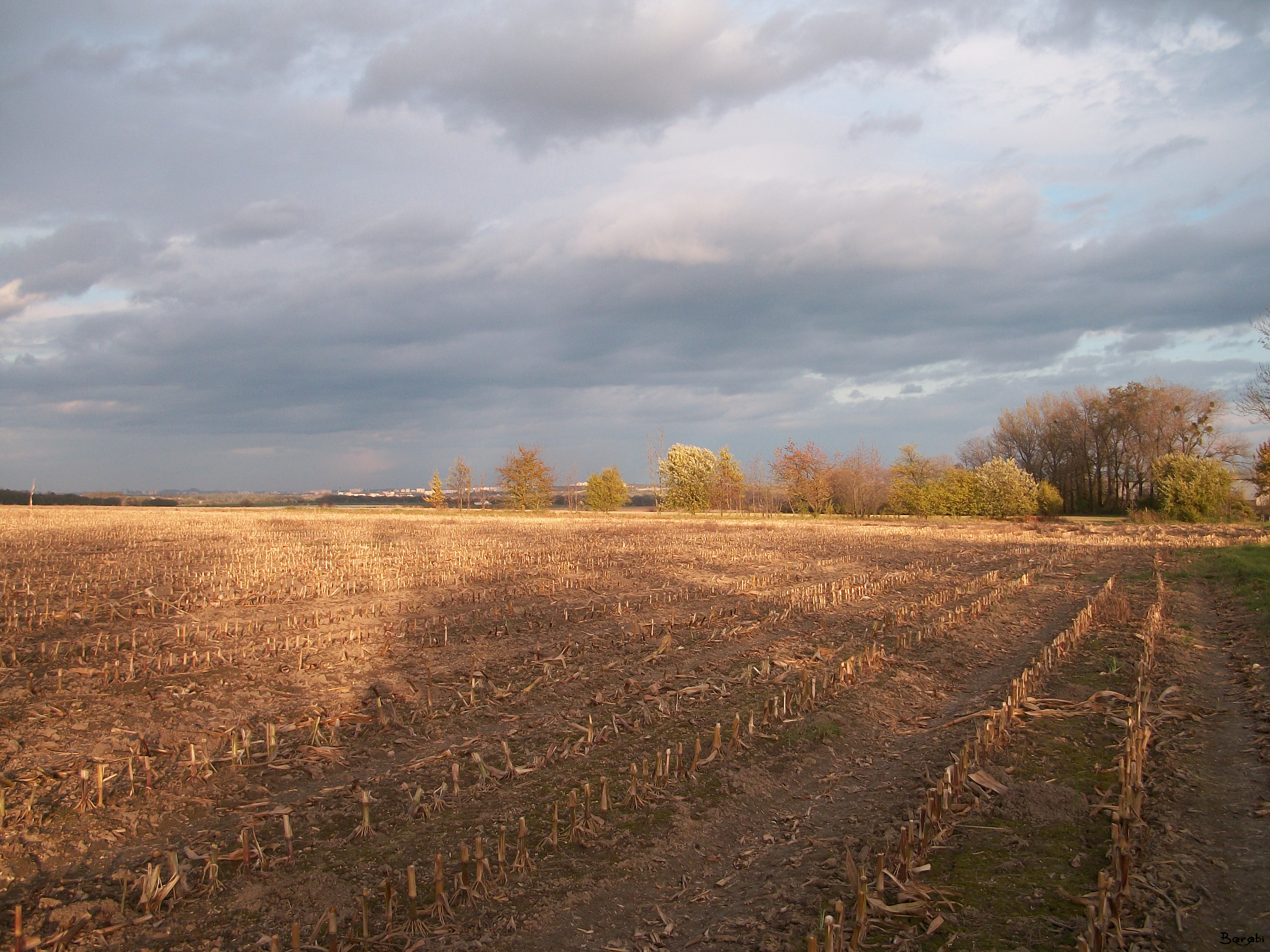 Cornfield