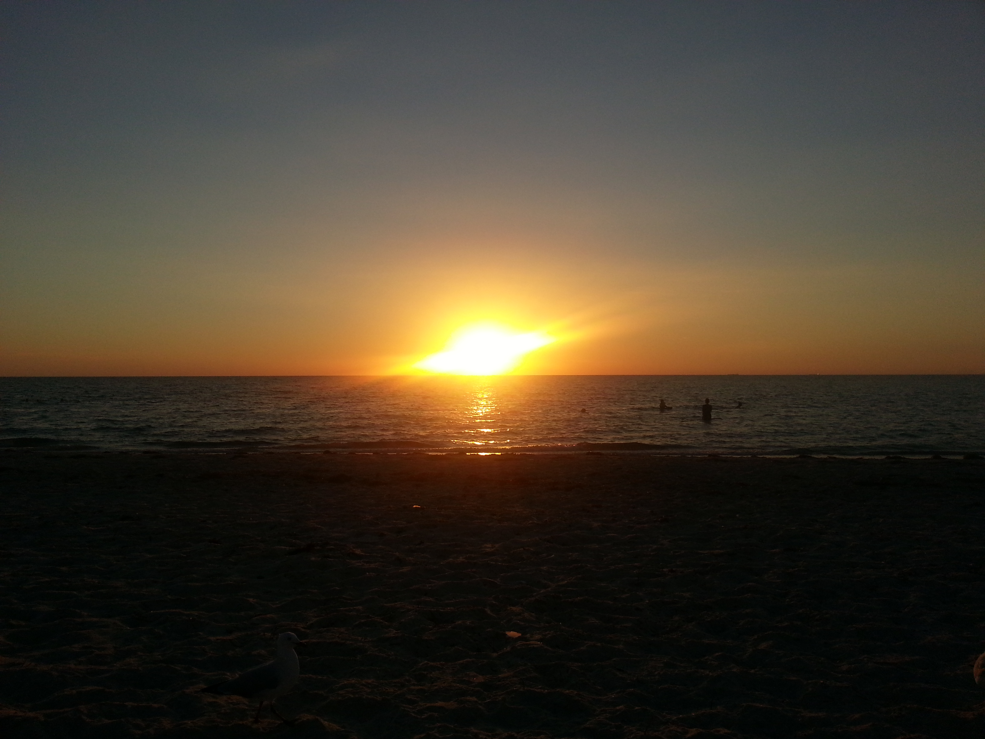 Seagul In The Sunset