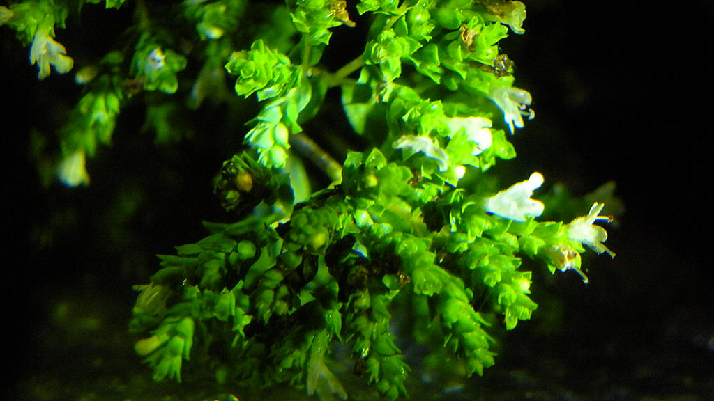 Tarragon buds