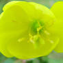 Buttercup 2