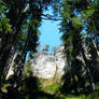 trees and rocks