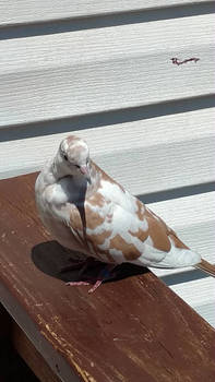 Pretty Dove