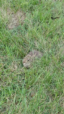 Baby Bunny