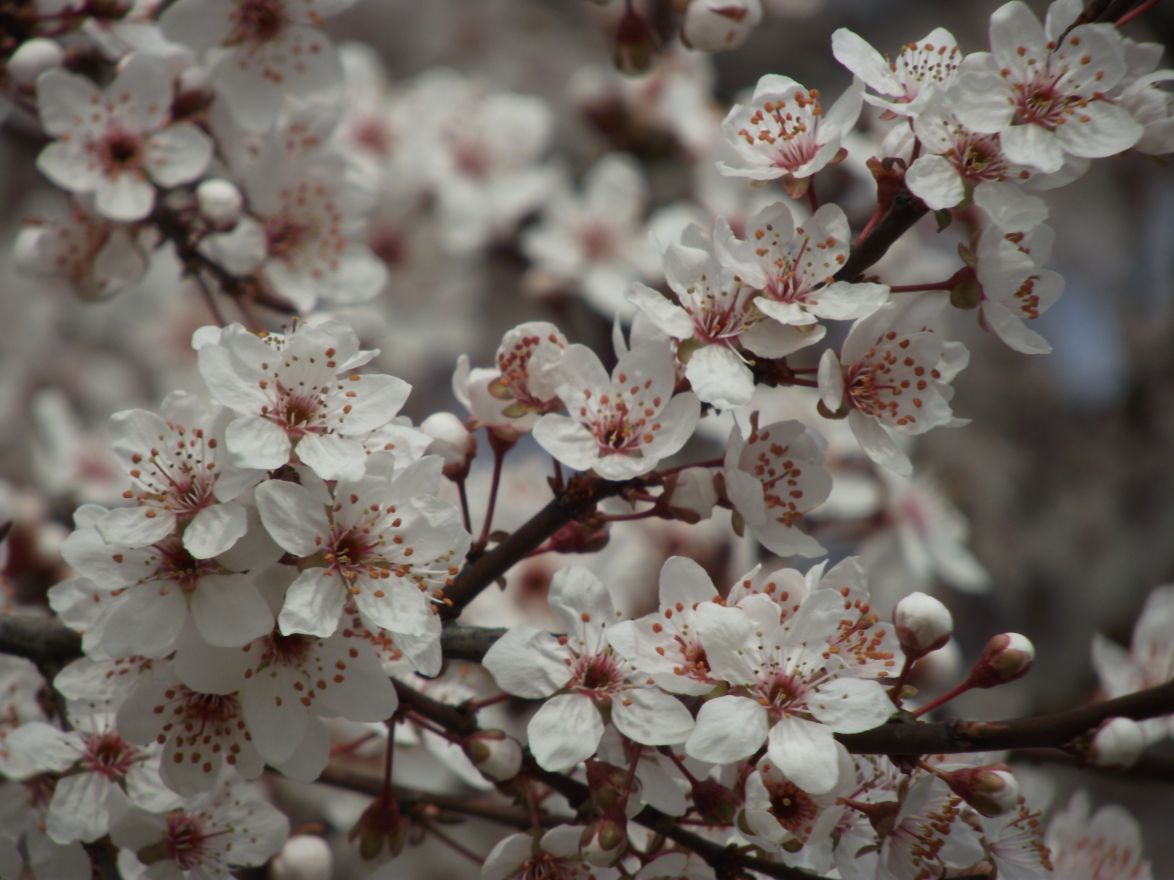 plum blossom