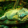 Green Iguana