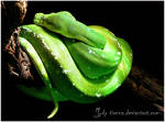 Green tree python by Tienna