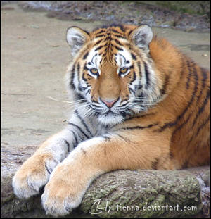 Siberian Tiger Cub