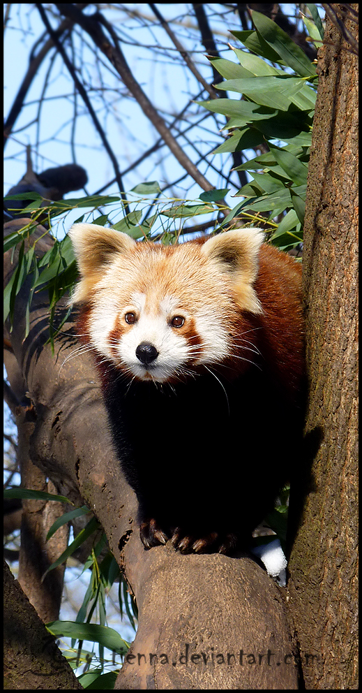 Red Panda