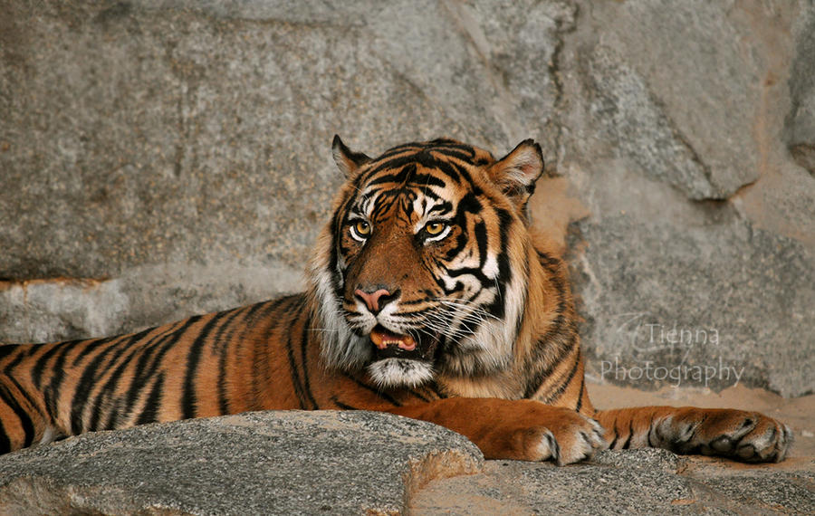 Sumatran Tiger