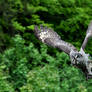 Great Grey Takeoff