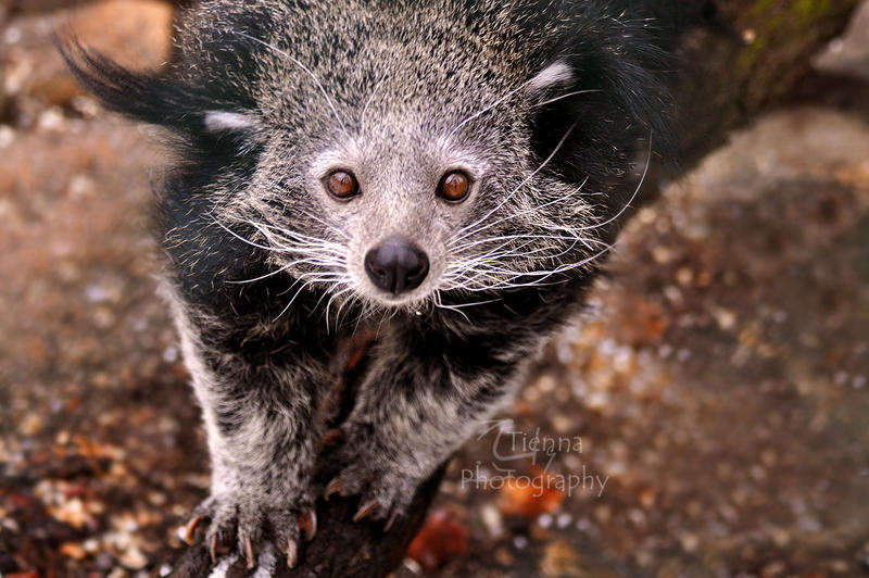 The ever amazing binturong