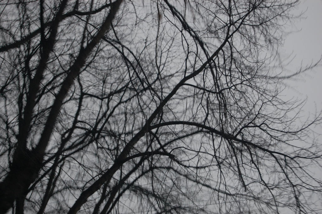 Grey Tree in col.