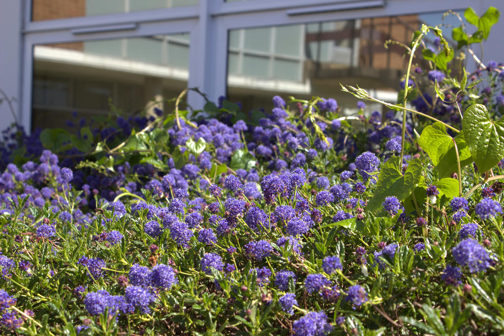 Blue Bells Up