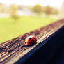 Ladybug V