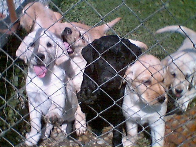 Lab puppies