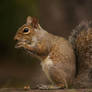 Squirrel eating.