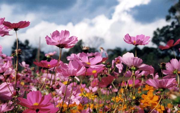 Georgia Wildflowers