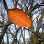 Lasting leaf