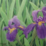 Iris 2