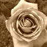 Red rose -sepia tone-