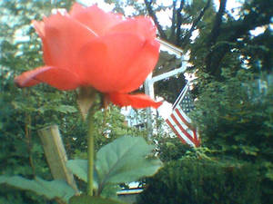 Rose with flag