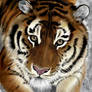 .. another .. tiger