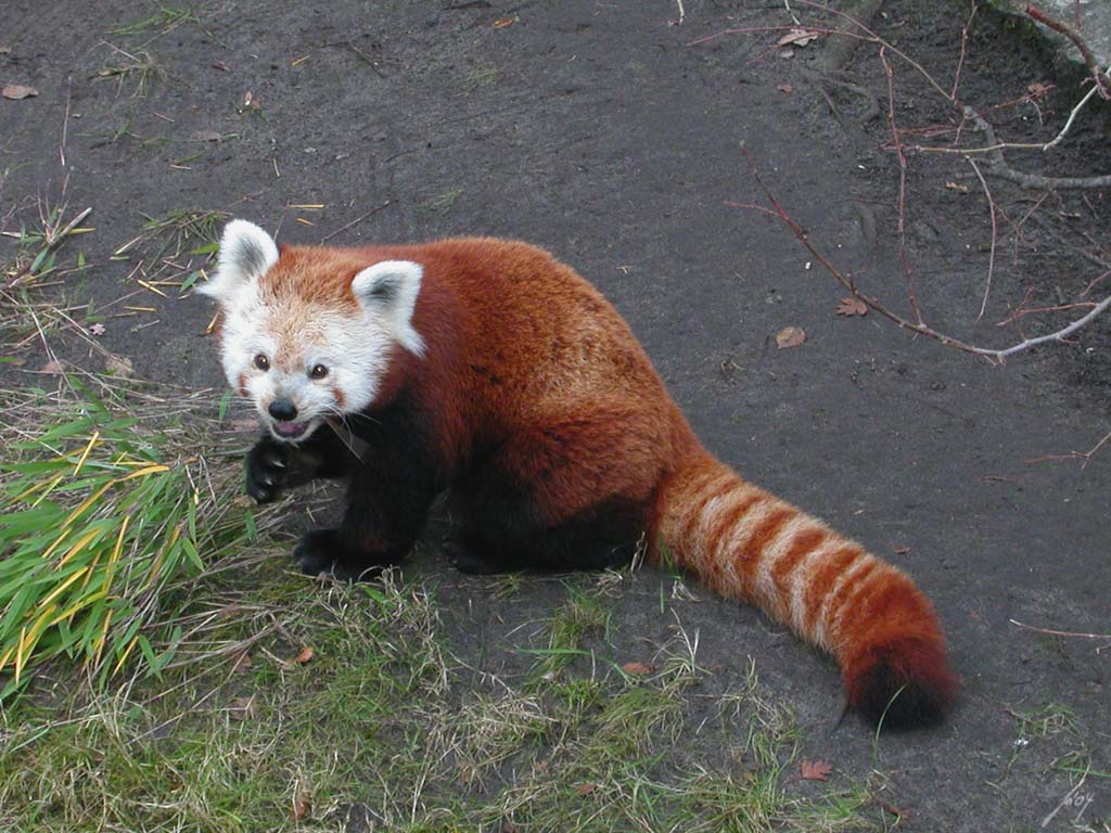 Red panda photo