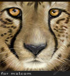 95 cheetah by wildtoele